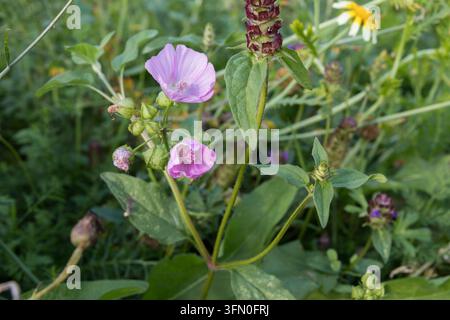 Moskmalve (Malva moschata) auch bekannt als Mosmalve Stockfoto