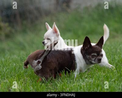 Zwei kleine Chihuahua-Hunde stehen auf einem grünen Rasen Stockfoto