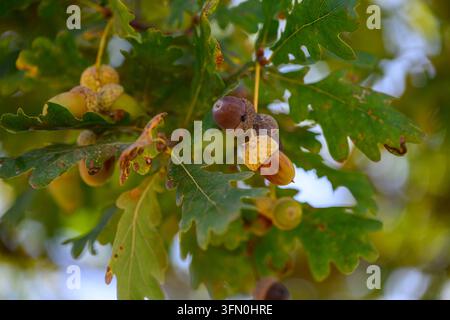 Eicheln zwischen Eichenlaub im Herbst, Ingelheim am Rhein, Deutschland, 30.09.2026: Eicheln in verschiedenen Reifestadien hängen an einem Eichenzweig, rechts unscharfer Hintergrund. Symbolbild für den Herbstbeginn. *** Eicheln zwischen Eichenlaub im Herbst, Ingelheim am Rhein, Deutschland, 30.09.2026: Eicheln in verschiedenen Reifestadien hängen an einem Eichenzweig, rechts unscharfer Hintergrund. Symbolbild für den Herbstbeginn. Stockfoto