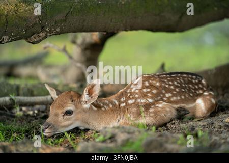 Europäisches Damwild-Rehkitz ruht und versteckt sich unter dem Baumstamm Stockfoto