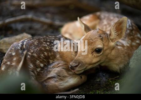 Europäische Damhirsch-Fohlen ruhen auf dem Waldboden Stockfoto