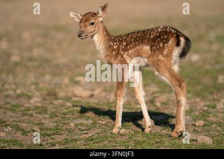 Geschecktes Baby-Damhwild mit grünen Grasflecken auf trockenem Boden stehend Stockfoto