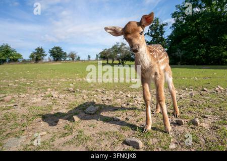 Rehkitz Dama dama steht in einem natürlichen Lebensraum unter blauem Himmel Stockfoto