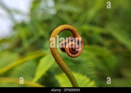 Ein detailliertes Makrofoto, das die zarte gebogene Spirale eines jungen Farnwedels (Fiddlehead) einfängt, der mit feinen bräunlich-goldenen Haaren bedeckt ist Stockfoto