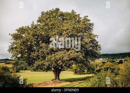 Steinau, Hessen, Deutschland – 18. September 2026: Großer Laubbaum im Vordergrund über einer hügeligen Landschaft mit Häusern in der Ferne. Stockfoto