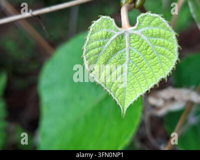 Eine detaillierte horizontale Makrofotografie, die ein lebendiges grünes, herzförmiges Blatt mit feinen gezackten Rändern und deutlichen Blattnervenstrukturen einfängt Stockfoto