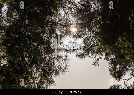 Sonnenlicht, das durch dichte Äste und nadelartiges Laub scheint, und eine natürliche Gegenlicht-Szene im Freien schafft Stockfoto
