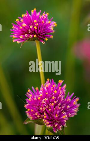 Natürliche Nahaufnahme eines blühenden Pflanzenporträts der atemberaubenden Gomphrena pulchella ‚Fireworks‘, allgemein bekannt als Feuerwerk-Glob Amaranth. stimmungsvoll, neuartig, gesund Stockfoto