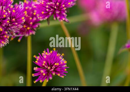 Natürliche Nahaufnahme eines blühenden Pflanzenporträts der atemberaubenden Gomphrena pulchella ‚Fireworks‘, allgemein bekannt als Feuerwerk-Glob Amaranth. stimmungsvoll, neuartig, gesund Stockfoto