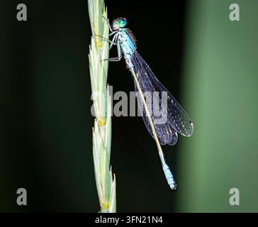 Männliche Blauflossenschwalbenschwanzlibelle (Ischnura elegans) sitzt auf einem Grashalm am Ritzensee in Saalfelden, Österreich. Stockfoto