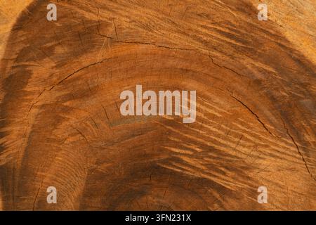 Nahaufnahme des geschnittenen Baumstammendes mit gebogenen Jahrringen und feinen Rissen, warme braune Holztextur Stockfoto