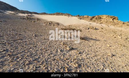 Niedriger Blick auf eine trockene felsige Sanddüne mit spärlichen Wüstenpflanzen unter einem klaren blauen Himmel, zeigt raue Bodentextur und warmes Sonnenlicht. Socotra, Jemen Stockfoto