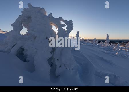 Schneebedeckte Bäume bei Sonnenuntergang im Süden Norwegens Stockfoto