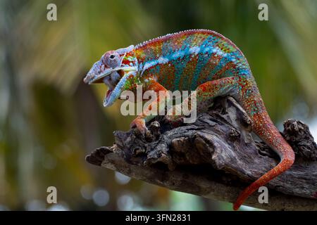 Schönheit des Chamäleons Panther, Chamäleon Panther auf Ast, Chamäleon Panther Nahaufnahme Stockfoto