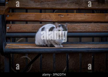 Verwaiste georgische Katze mit weißem Fell und braunen Flecken sitzt auf einer Bank und schaut direkt in die Kamera im Freien. Stockfoto