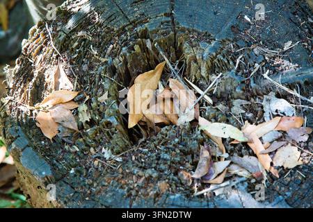 Nahaufnahme eines verwitterten Baumstumpfs mit hohlem Zentrum, rauem rissigem Holz, trockenen Herbstblättern, Rindenstruktur, Waldbodenresten, natürlichem Verfall, organisch Stockfoto