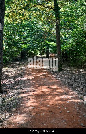 Eine vertikale Komposition eines rötlichen Waldweges aus Erde, flankiert von Bäumen, darunter einer, der einen kleinen roten Wegweiser trägt. Stockfoto