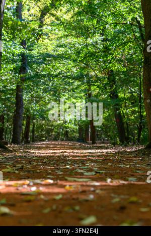 Eine bodengleiche vertikale Aufnahme blickt einen sonnenbeschienenen Waldweg hinab, der mit gefallenen Blättern übersät ist, wobei Wegweiser an fernen Bäumen sichtbar sind. Stockfoto