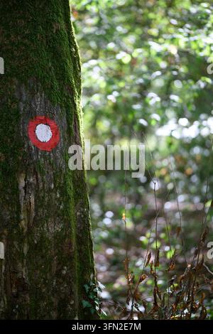 Ein roter und weißer Wegweiser sitzt auf einem moosbedeckten Baumstamm, mit trockenen Ästen und sonnenbeschienenen Wald im Hintergrund. Stockfoto