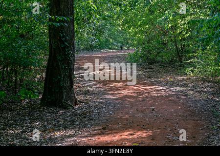 Ein roter Waldweg aus Erde windet sich an einem mit Efeu bedeckten Baumstamm vorbei und führt zu einer kleinen Bank in der schattigen Ferne. Stockfoto