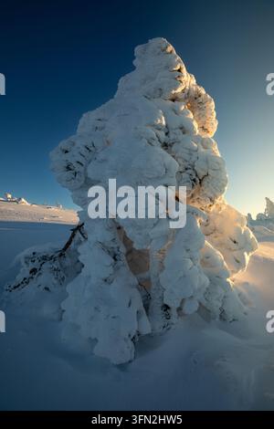 Schneebedeckter Baum in einer nordischen Winterlandschaft bei Sonnenuntergang Stockfoto
