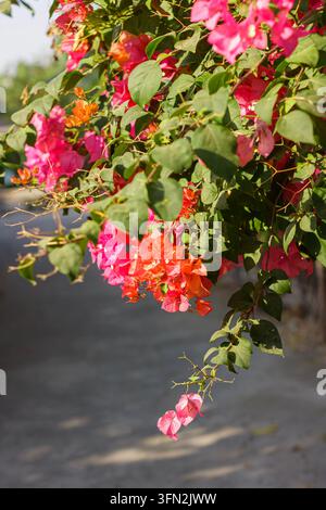 Ein schöner Zweig mit lebhaften rosa und orangefarbenen Bougainvillea-Blüten und üppigen grünen Blättern, die im hellen Sonnenlicht im Freien in einem tropischen Garten blühen. Hochwertiges Foto Stockfoto