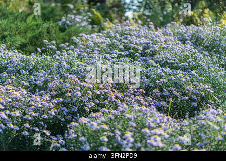 Ein lebendiger, bodennaher Schuss eines hohen Busches mit einer Vielzahl von farbigen Blüten in sanften Weißtönen, Pastelltönen, Lila und Blau, vor dem Hintergrund von c Stockfoto