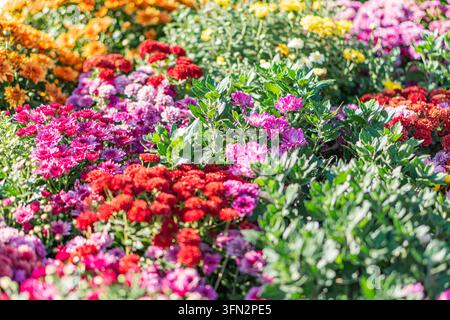 Nahaufnahme eines üppigen Teppichs aus roten und rosa blühenden Blumen, gleichförmig in Form und Struktur, mit verschiedenen Schattierungen, aus einem schrägen Blickwinkel aufgenommen Stockfoto