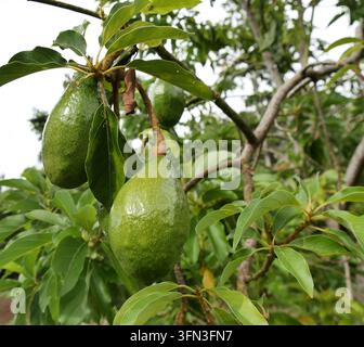 Avocado-Baumabzweige mit zwei Avocado-Früchten, die hängen. Tropischer Obstbaum und gesundes Essen im Garten Stockfoto