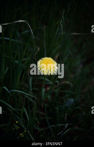 Nahaufnahme einer leuchtend gelben Löwenzahnblüte in voller Blüte, die sich vor einem dunklen, stimmungsvollen grünen Grasboden abhebt Stockfoto