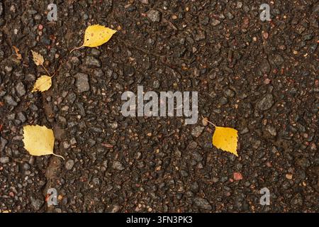 Gelbe Herbstblätter auf nassem dunklem Asphaltpflaster. Minimalistischer saisonaler Hintergrund, Regentag-Konzept mit Kopierraum in der Mitte Stockfoto