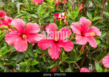 Nahaufnahme einer rosa Hibiskusblüte, Whanganui, Neuseeland Stockfoto