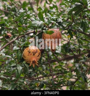 Reife Granatäpfel wachsen an einem belaubten Ast im Freien während der Fruchtzeit und zeigen natürliche Ernte, gesundes Essen und saisonale landwirtschaftliche Produktion Stockfoto