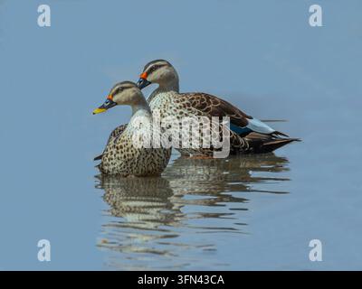 Ein Paar gesprenkelter Enten (Anas poecilorhyncha) sitzt liebevoll im blauen Wasser eines ruhigen Teiches und blickt auf jemanden. Stockfoto
