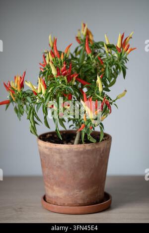 Zwerg-Innen-Chili-Pfeffer zeigt farbenfrohe rote Früchte in einem kompakten Terrakottatopf im Haus drinnen. Stockfoto