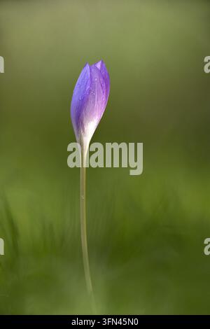Ansicht einer einzelnen lila Herbst-Krokus-Blüte mit zarten Wassertropfen auf ihren Blütenblättern, vor einem weichen, unscharfen grünen Hintergrund in Nort Stockfoto