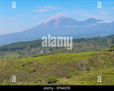 Drohnenluftbild der sanften grünen Teepflanzungen in Kebun Teh Kertowono mit dem majestätischen Gipfel des Berges Semeru im Hintergrund. Stockfoto