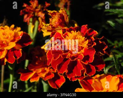 Rote und orangefarbene Ringelblumen blühen im Garten unter warmem Sonnenlicht Stockfoto
