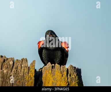 Rotschwingenvogel ruft von einem verwitterten Holzpfosten Stockfoto