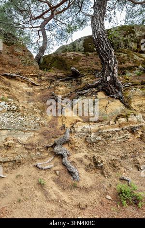 Blick auf Kiefern, die auf einem felsigen, sandigen Hang mit freiliegenden Wurzeln und moosbewachsenen Felsformationen in Adatepe, Çanakkale, Türkei wachsen. Stockfoto