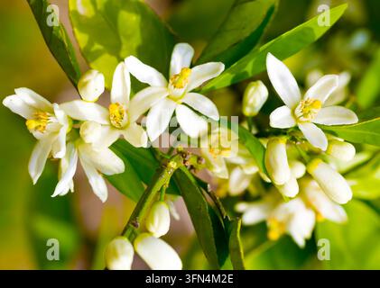 Reife Orangen hängen an einem blühenden Orangenbaum Stockfoto
