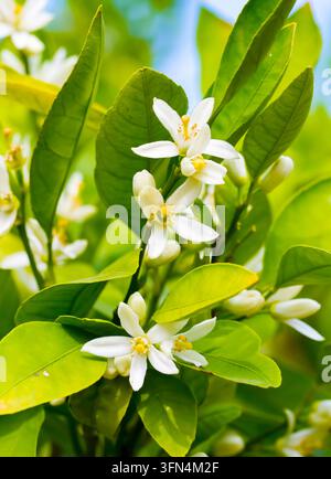 Reife Orangen hängen an einem blühenden Orangenbaum Stockfoto