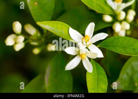 Reife Orangen hängen an einem blühenden Orangenbaum Stockfoto