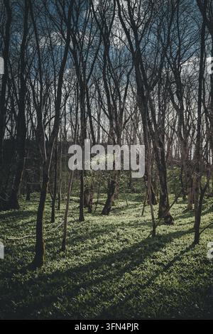 Blick auf einen sonnenbeschienenen Waldboden, der mit üppigem grünem Frühlingslaub bedeckt ist und von hohen schlanken Bäumen umgeben ist, in Kunda, Kreis Laane-Viru, Estland. Stockfoto
