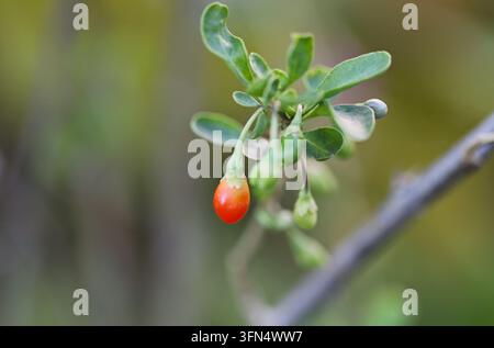 Rote Goji-Beeren auf einem Zweig Stockfoto