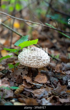 Zottiger Regenschirmpilz ruht zwischen trockenem Laub an einem hellen Herbsttag in einer ruhigen natürlichen Waldumgebung Stockfoto