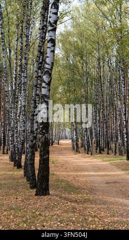 Pittoreske herbstliche Schotterstraße windet sich durch friedlichen Birkenwald mit goldgelben gefallenen Blättern, die den Waldboden bedecken Stockfoto