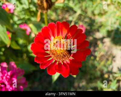 Oberblick-Nahaufnahme einer einzelnen lebhaften roten Zinnia-elegans-Blüte mit einem hellen gelben sternförmigen Mittelblütenkopf in einem Garten. Stockfoto