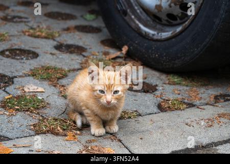 Ein winziges, verletzliches orangefarbenes Tabby-Kätzchen sitzt still auf einem gepflasterten Parkplatz neben einem geparkten Autoreifen. Stockfoto
