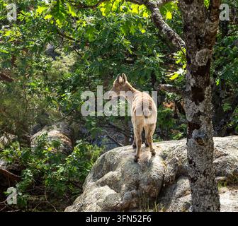 Iberische Gämse oder spanische Wildziege, Capra pyrenaica, steht auf einem Felsen, umgeben von grünem Laub in La Pedriza, Sierra de Guadarrama Nation Stockfoto